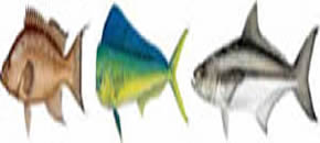 Destin Florida Fishing
