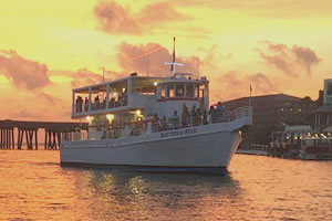 Southern Star Dolphin Cruises