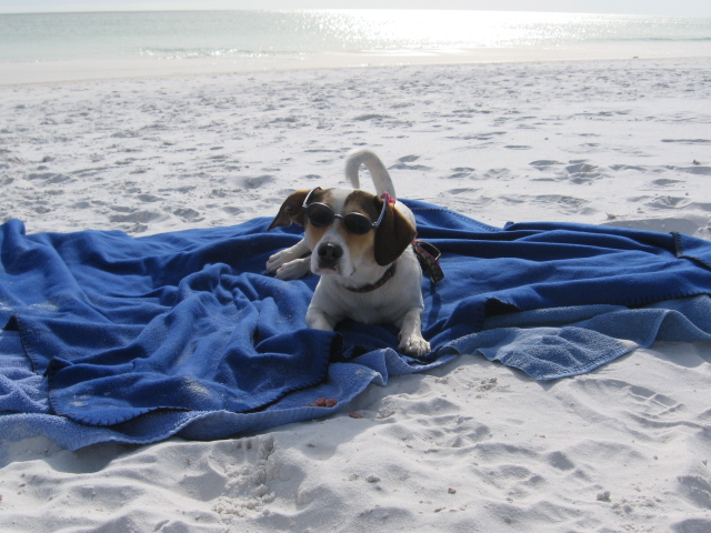 Destin, FL condo rental spotlight Bring your pets!