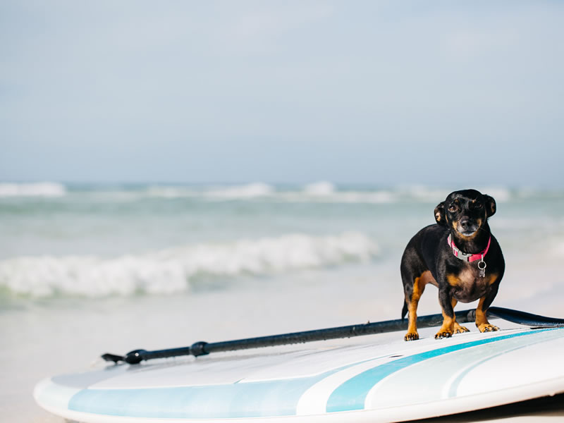 Pet Friendly Vacation Rentals in Destin