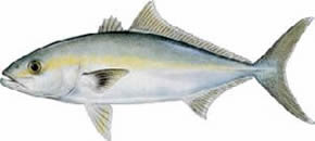 What kind of fish are caught off the Florida west coast in winter?