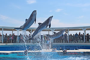 Gulfarium Marine Adventure Park